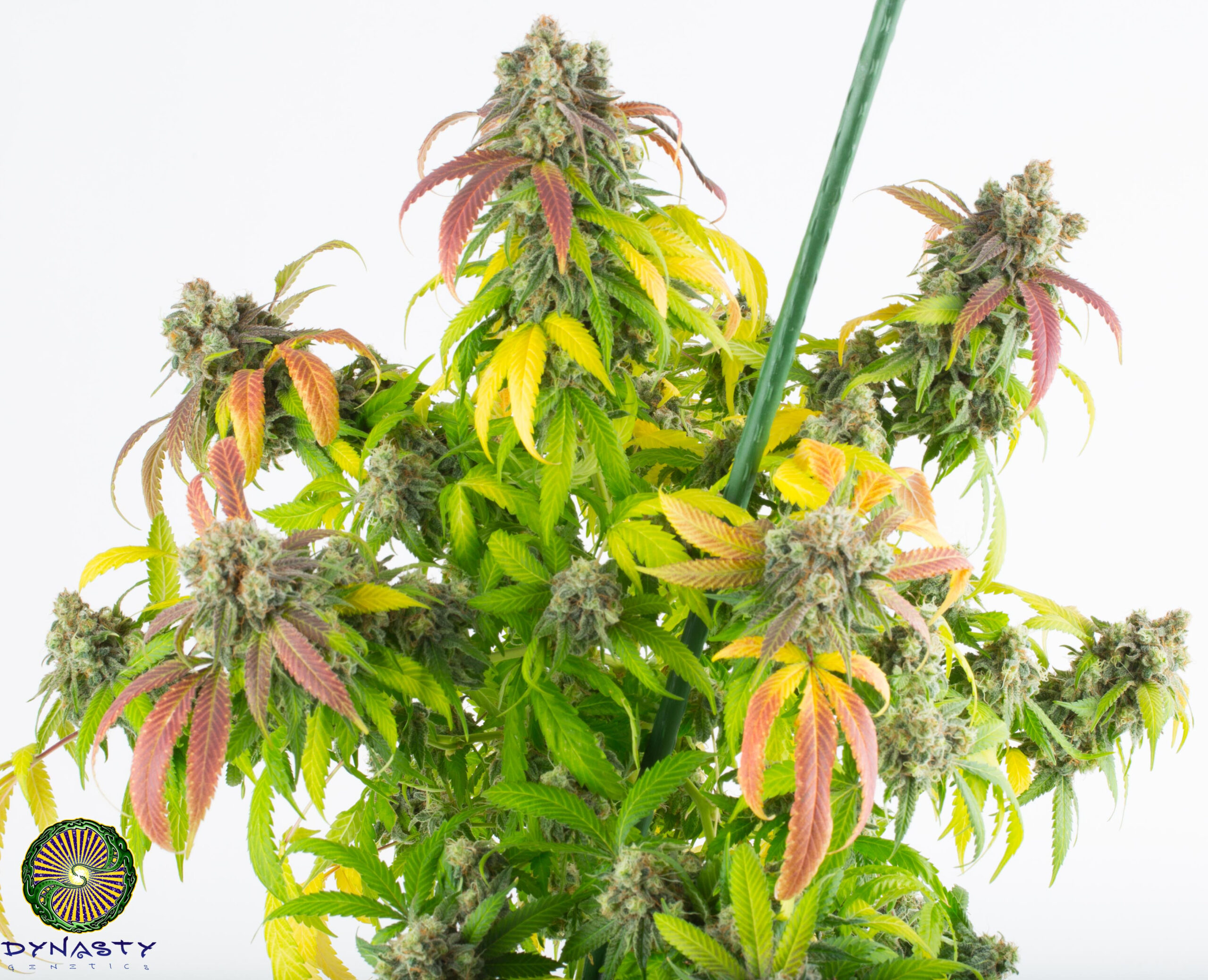 dynasty genetics cherry grapefruit regular seeds