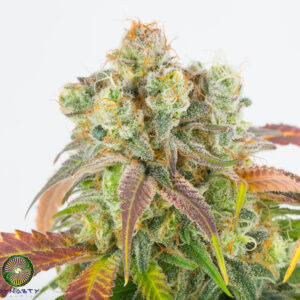 dynasty genetics cherry grapefruit regular seeds