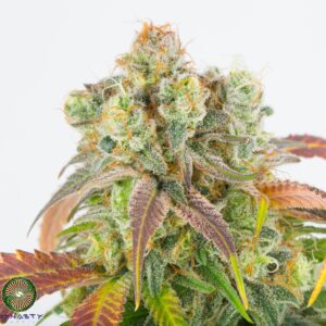 dynasty genetics cherry grapefruit regular seeds