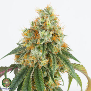 dynasty genetics cherry llama