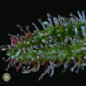 dynasty genetics lava fields regular seeds