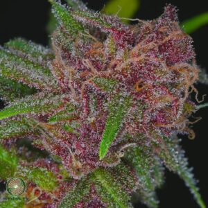 dynasty genetics lava fields regular seeds