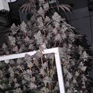 capitulator strawberry junky seeds