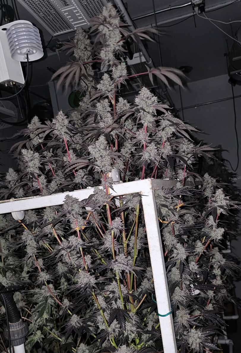 capitulator strawberry junky seeds