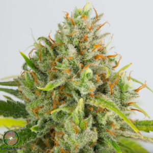 SUPER HERO HAZE BY DYNASTY GENETICS *bonus packs included*