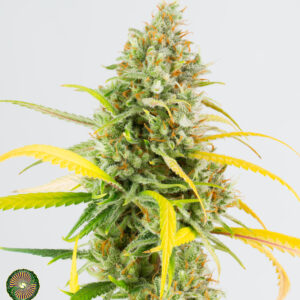 dynasty genetics super hero haze