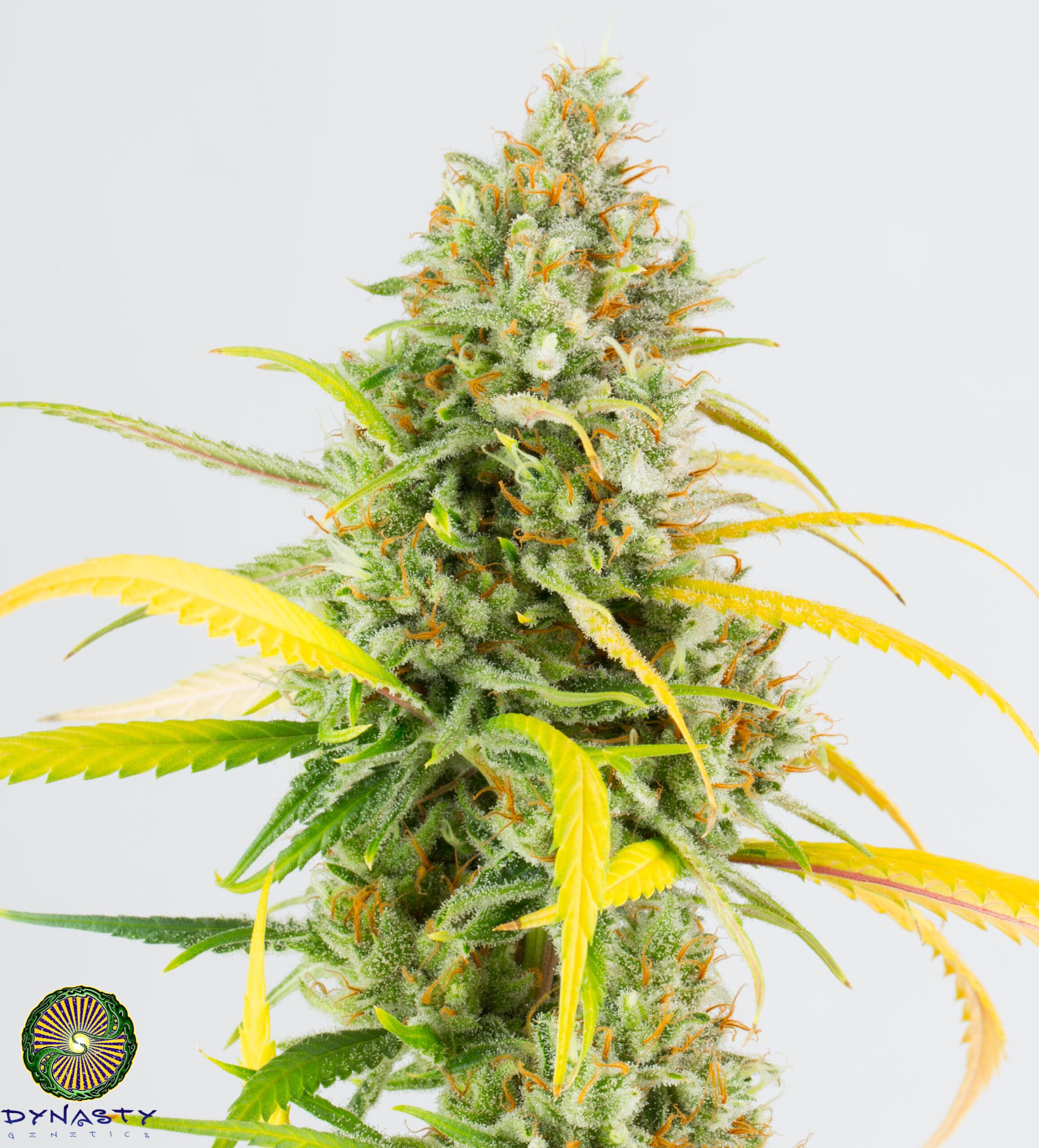dynasty genetics super hero haze