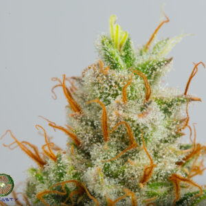 dynasty genetics super hero haze