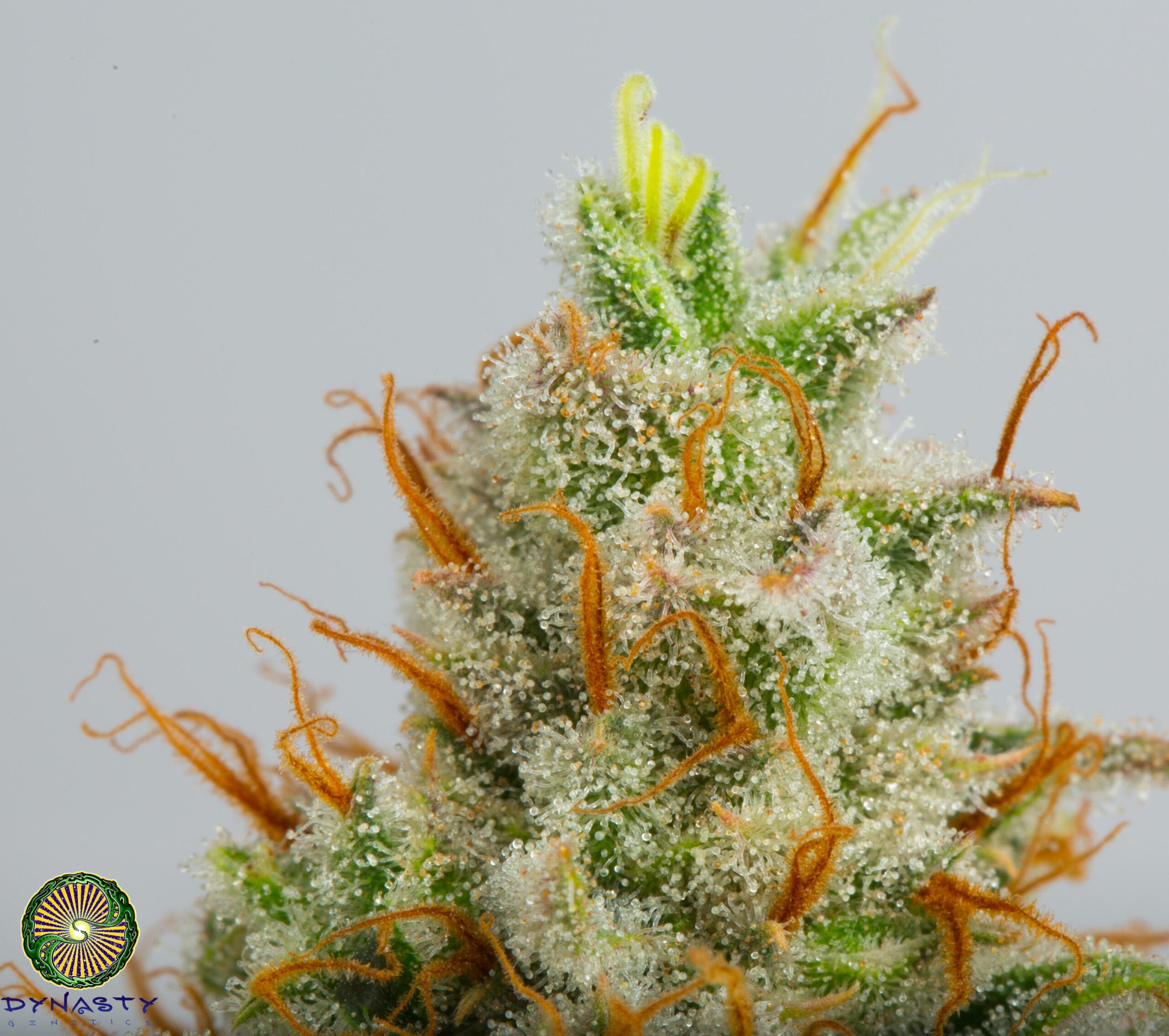 dynasty genetics super hero haze