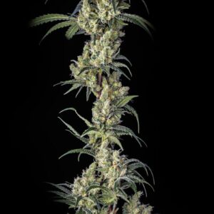bloom seed co - the hive feminized seeds