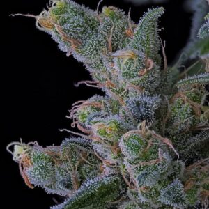 bloom seed co - the hive feminized seeds