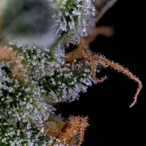 bloom seed co - the hive feminized seeds
