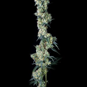 bloom seed co - the hive feminized seeds