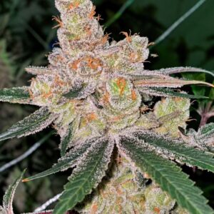 Amaretto Banana by Relentless Genetics (amaretto mints x honey banana(r)) feminized sex. 9 seeds per pack.