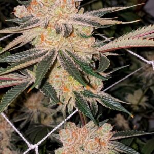Amaretto Banana by Relentless Genetics (amaretto mints x honey banana(r)) feminized sex. 9 seeds per pack.