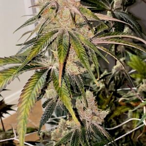 Amaretto Banana by Relentless Genetics (amaretto mints x honey banana(r)) feminized sex. 9 seeds per pack.