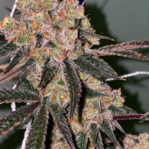Relentless Genetics Honey Fritters (Apple fritter x honey banana(r)) feminized sex. 9 seeds per pack.