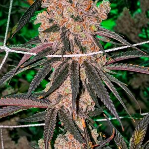 Relentless Genetics Honey Fritters (Apple fritter x honey banana(r)) feminized sex. 9 seeds per pack.