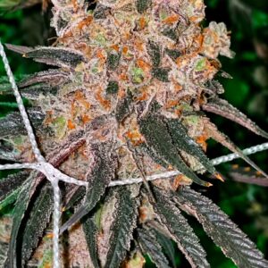 Relentless Genetics Honey Fritters (Apple fritter x honey banana(r)) feminized sex. 9 seeds per pack.