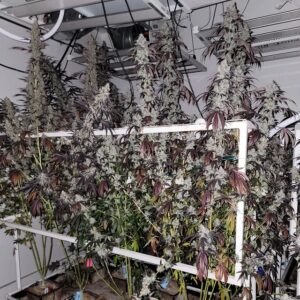 CAPULATOR SLIP N SPRAY SEEDS