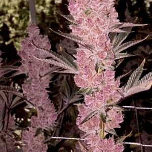 Relentless Genetics Sith Empress (g3po x boujee b!tch(r)) feminized sex. 9 seeds per pack.