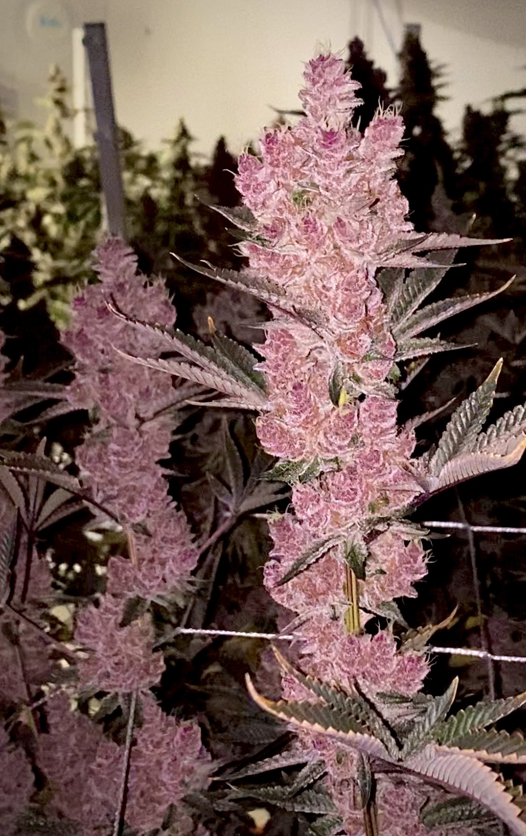 Relentless Genetics Sith Empress (g3po x boujee b!tch(r)) feminized sex. 9 seeds per pack.