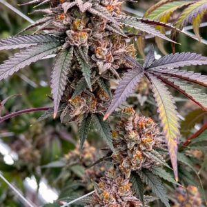 Relentless Genetics TropiSkitz (Zkittlez x trop cherry) regular sex. 15 seeds per pack.