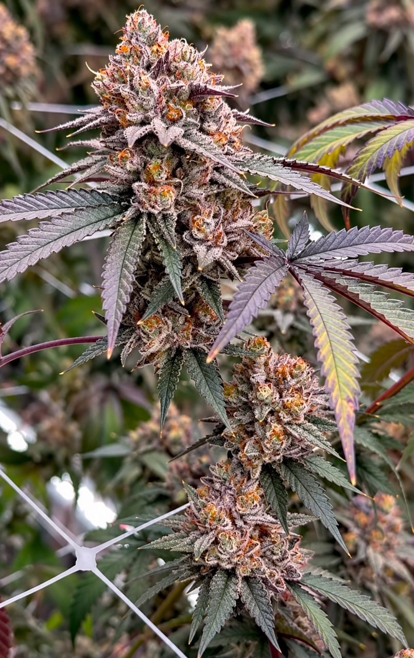 Relentless Genetics TropiSkitz (Zkittlez x trop cherry) regular sex. 15 seeds per pack.