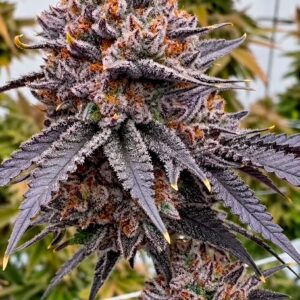 Relentless Genetics TropiSkitz (Zkittlez x trop cherry) regular sex. 15 seeds per pack.