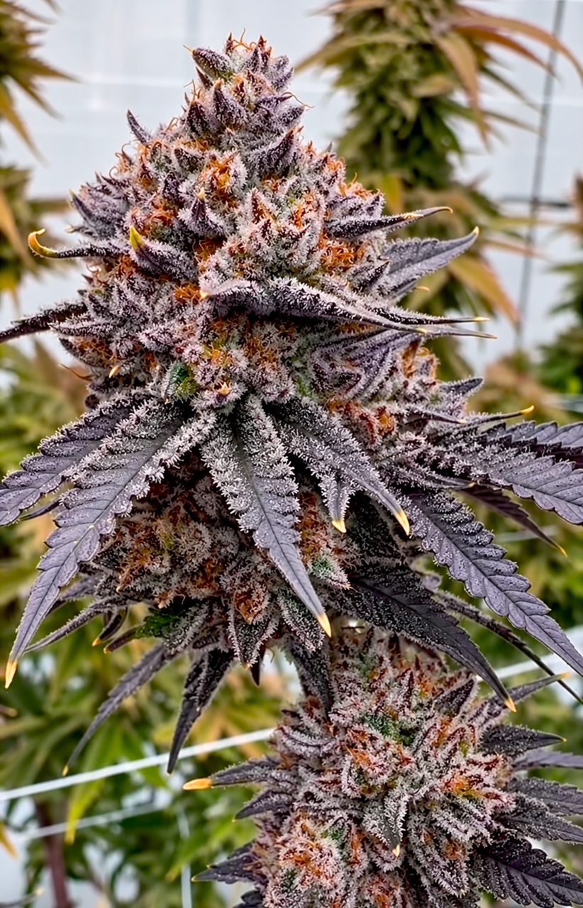 Relentless Genetics TropiSkitz (Zkittlez x trop cherry) regular sex. 15 seeds per pack.