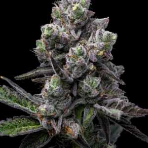 Lemonheads V2 by Archive (Dogwalker x Lemon Peel)