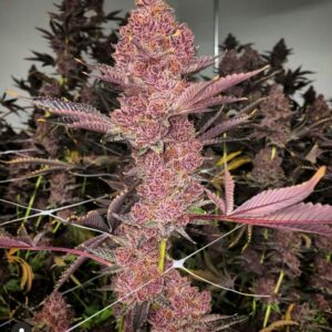 Trop Cherry S1 by Relentless Genetics (Trop Cherry x Trop Cherry) feminized sex. 9 seeds per pack.