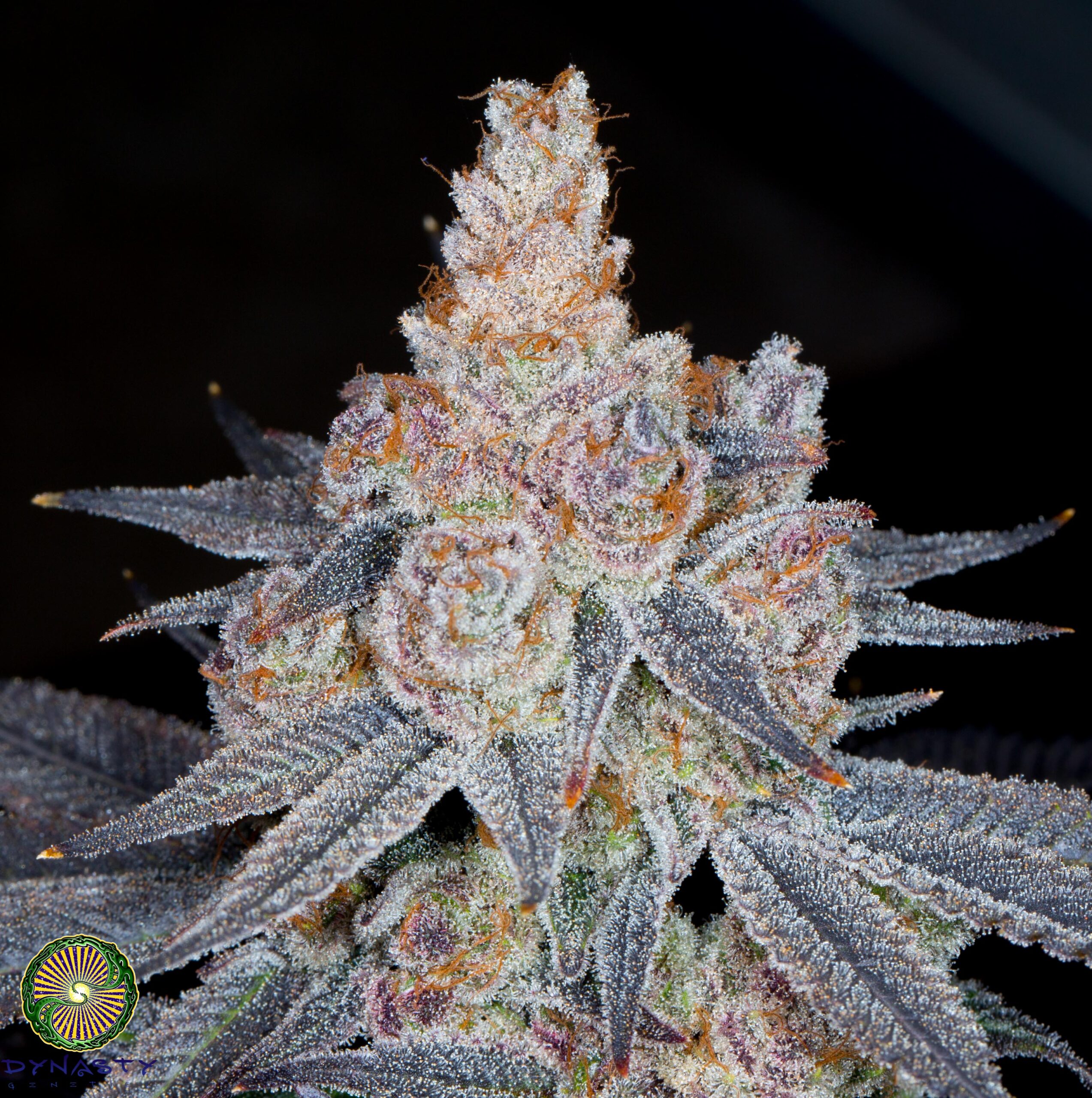 BLUEFIN SKUNK BY DYNASTY GENETICS