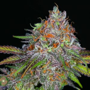 GRAPEFRUIT KALI SNAPPLE V2 BY DYNASTY GENETICS