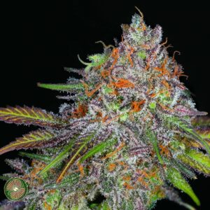 Grapefruit Kali Snapple v2 by Dynasty Genetics (Grapefruit IBL x Kali Snapple bx2) feminized sex. 12 seeds per pack.