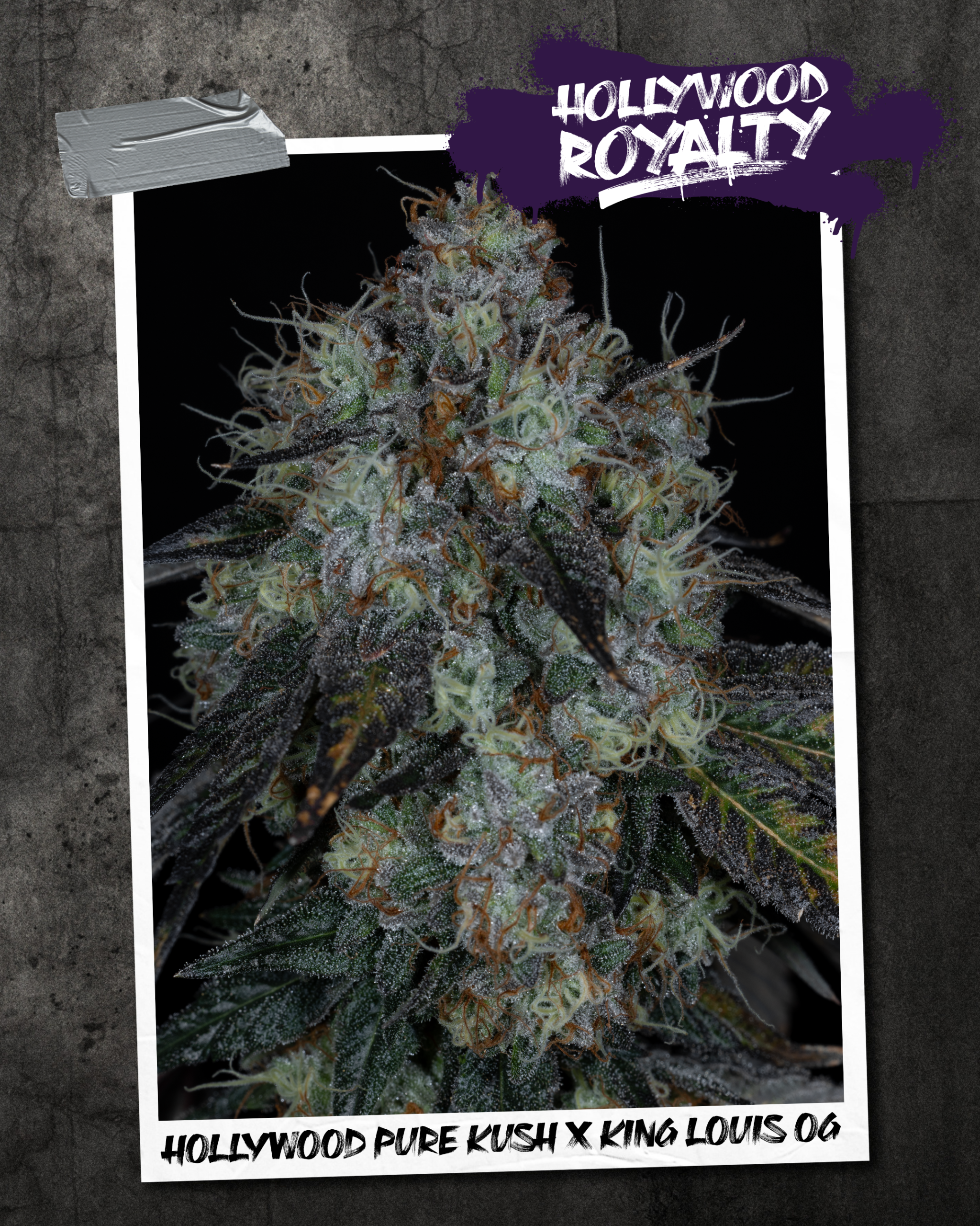 HOLLYWOOD ROYALTY BY SIN CITY SEEDS *bonus pack included* - Image 2