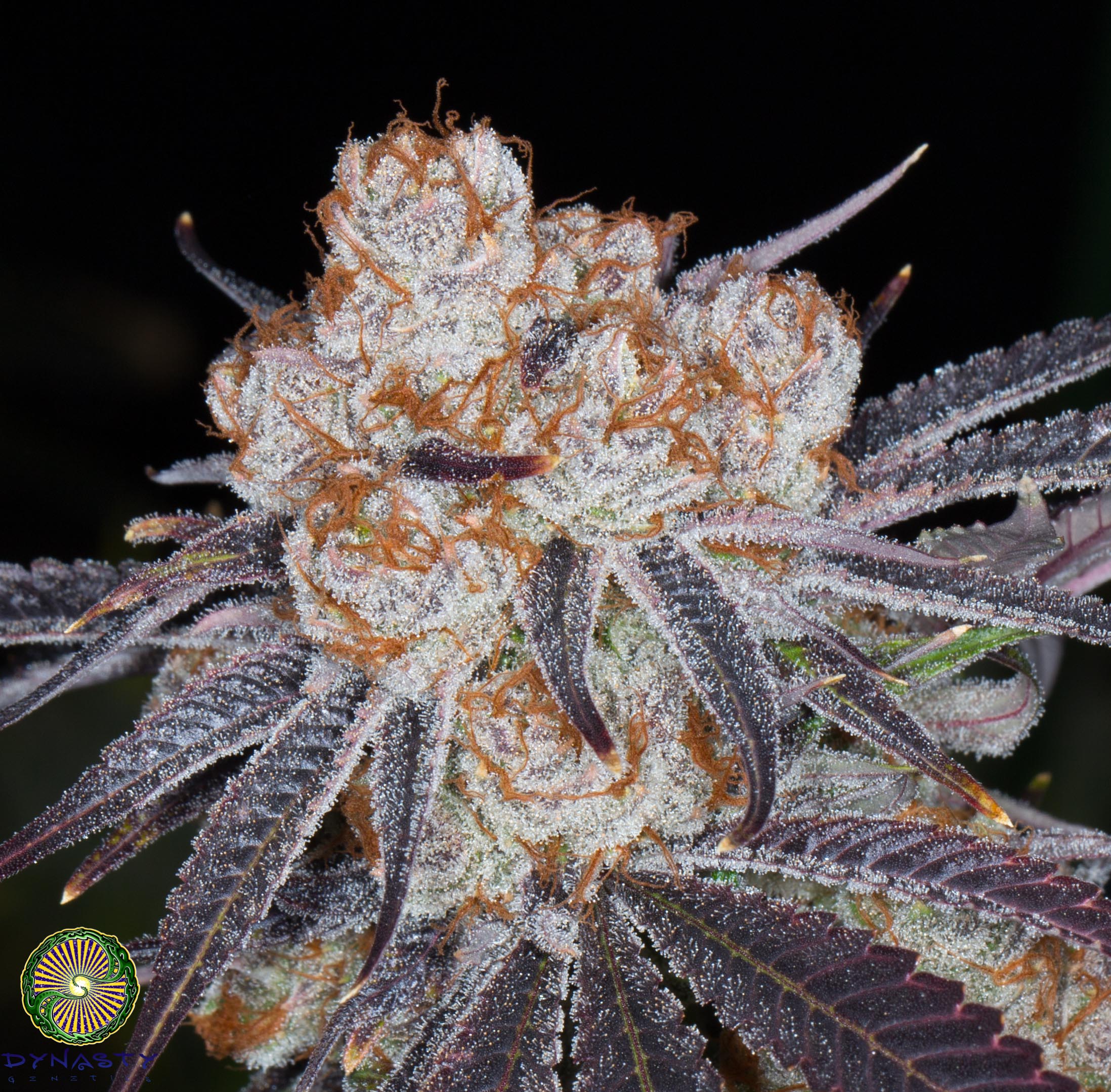 KALI SNAPPLE PUNCH BY DYNASTY GENETICS