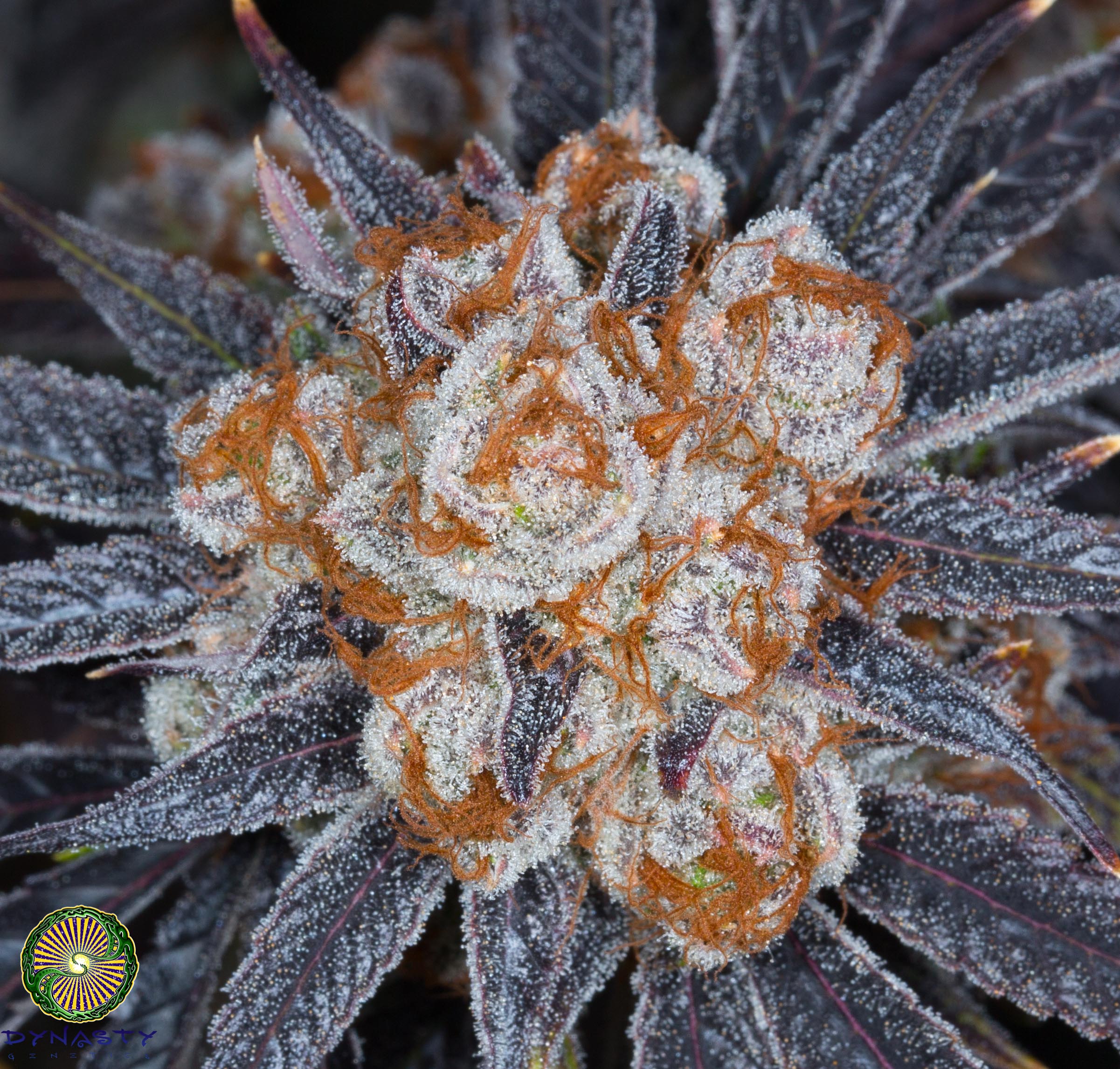 KALI SNAPPLE PUNCH BY DYNASTY GENETICS - Image 2