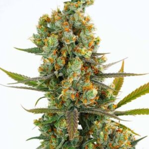 Lime Cherry Haze by Dynasty Genetics (Megafauna #4 x Ms.Universe #10) feminized sex. 12 seeds per pack.