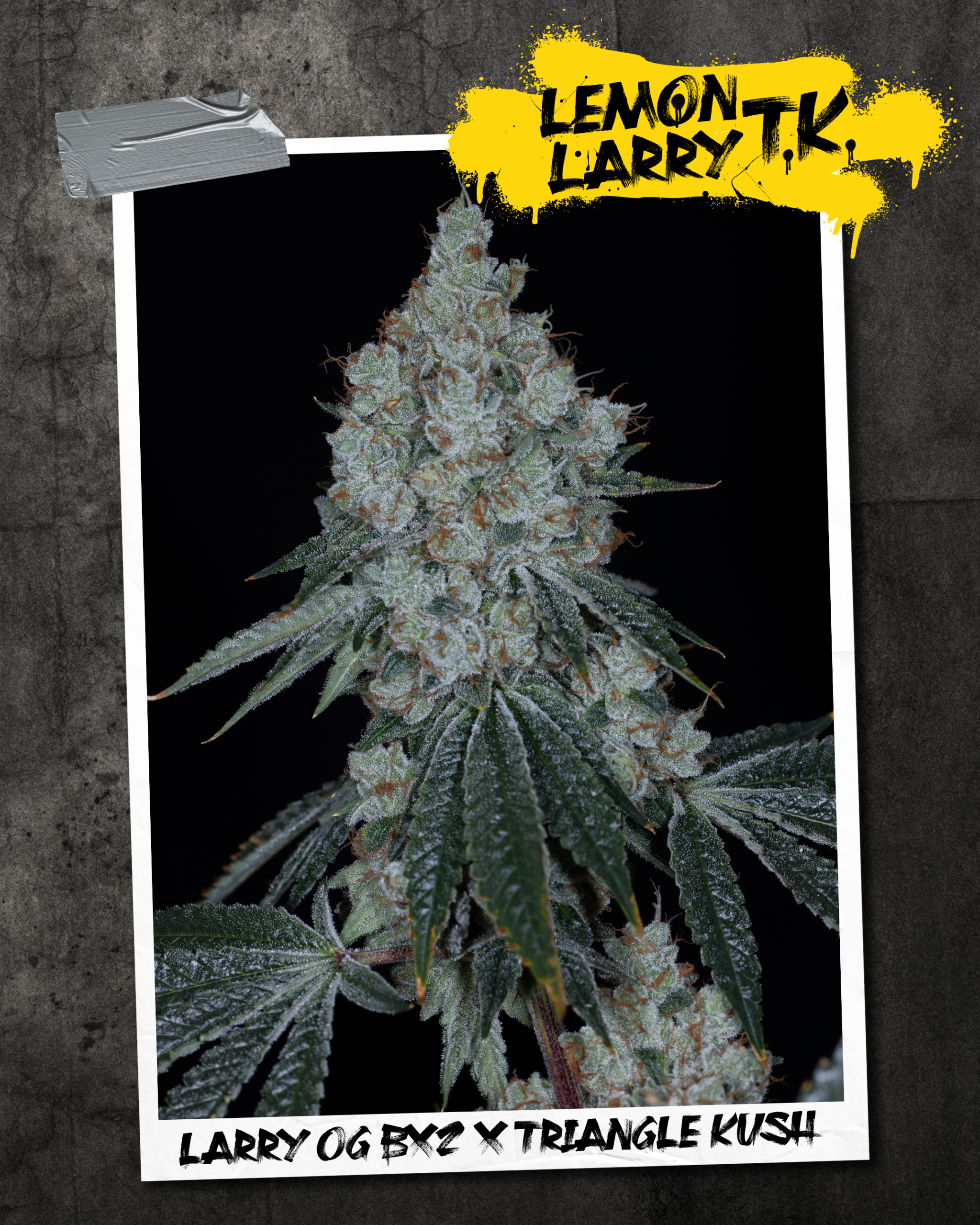LEMON LARRY TK BY SIN CITY SEEDS *bonus pack included* - Image 2