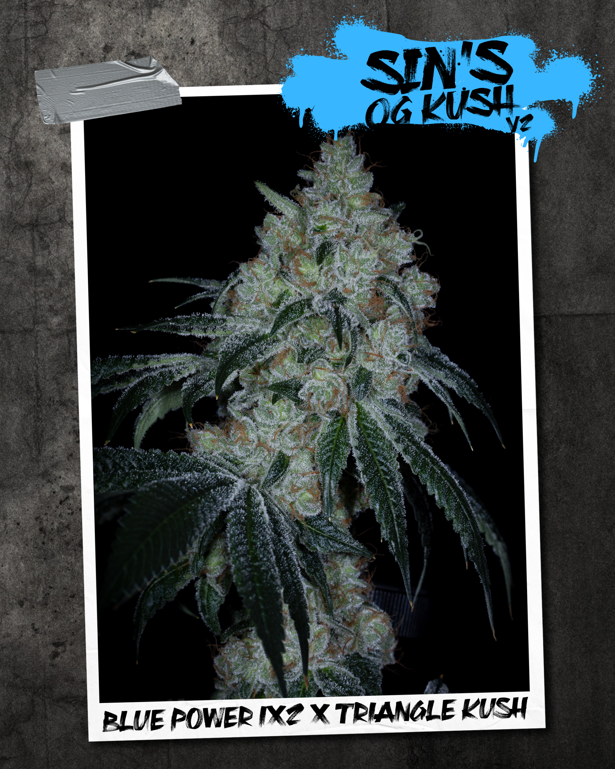SIN'S OG KUSH V2 BY SIN CITY SEEDS *bonus pack included* - Image 2