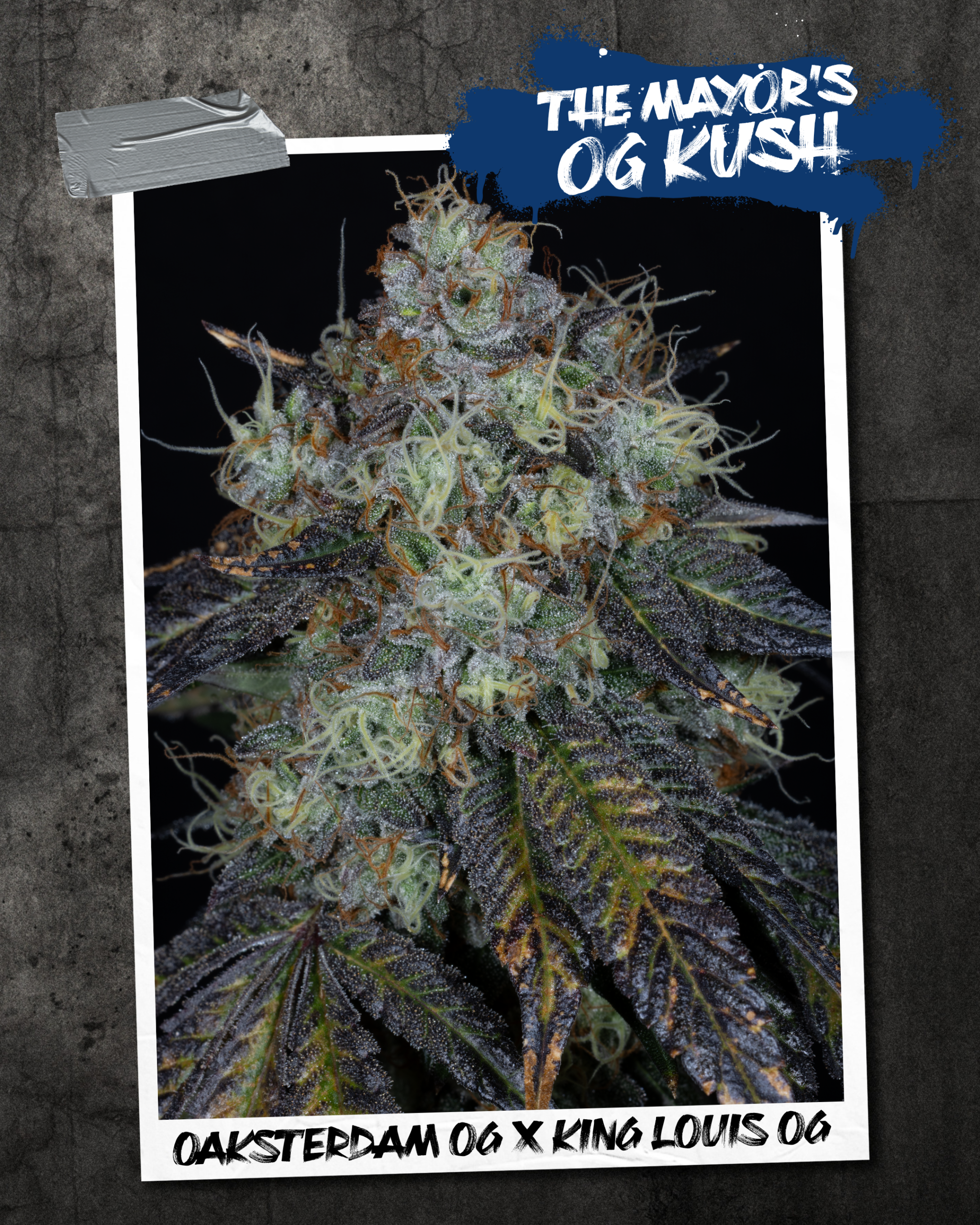 THE MAYOR'S OG KUSH BY SIN CITY SEEDS *bonus pack included* - Image 2