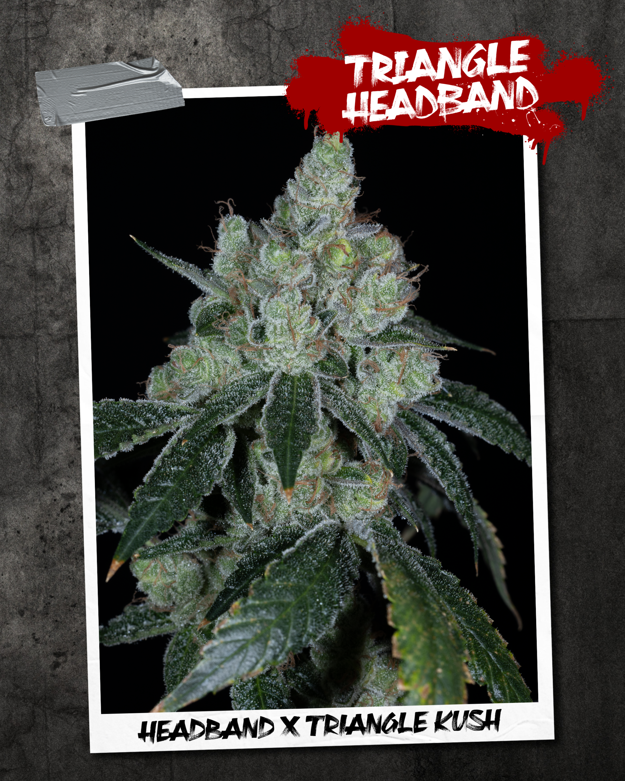 TRIANGLE HEADBAND BY SIN CITY SEEDS *bonus pack included* - Image 2